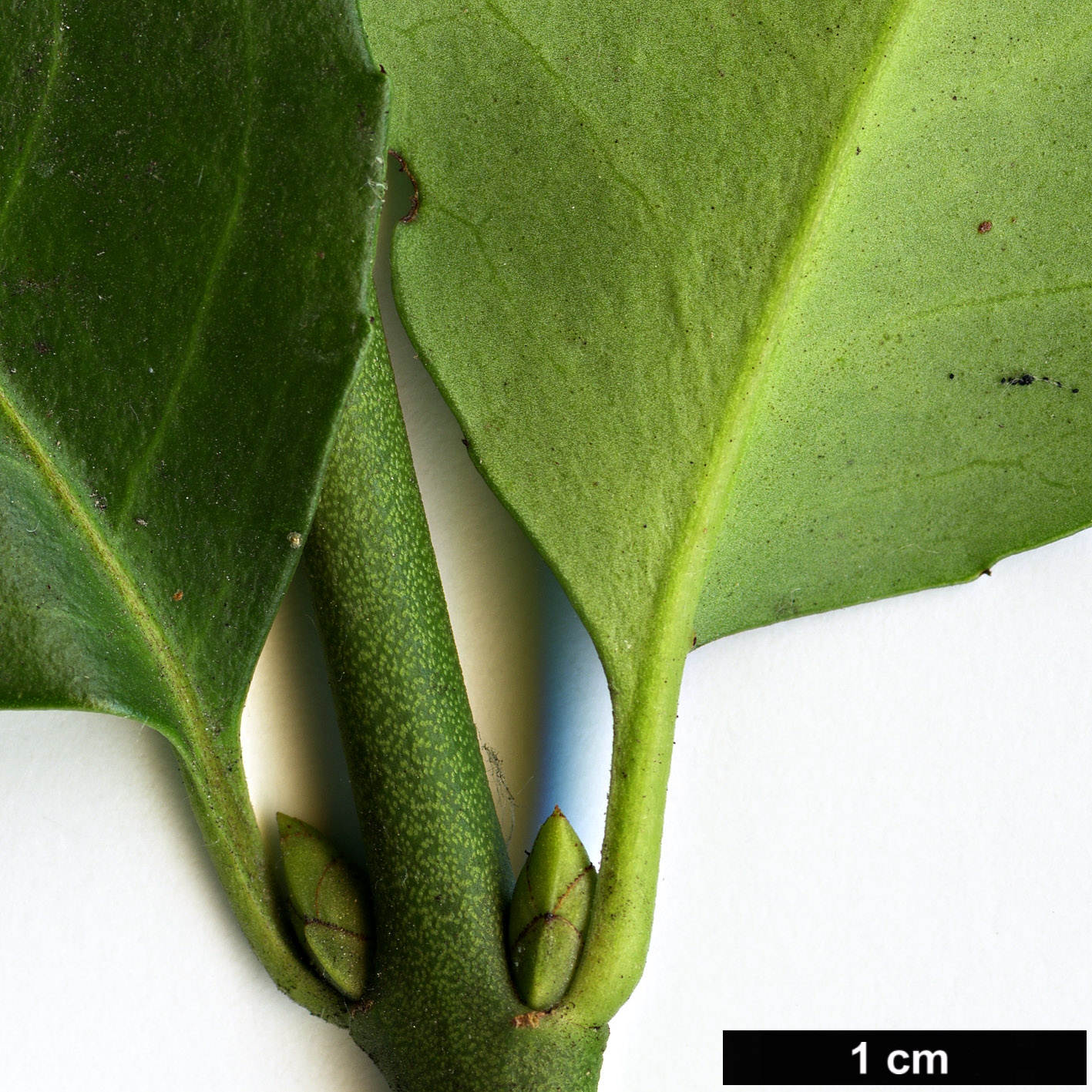 High resolution image: Family: Celastraceae - Genus: Euonymus - Taxon: fortunei